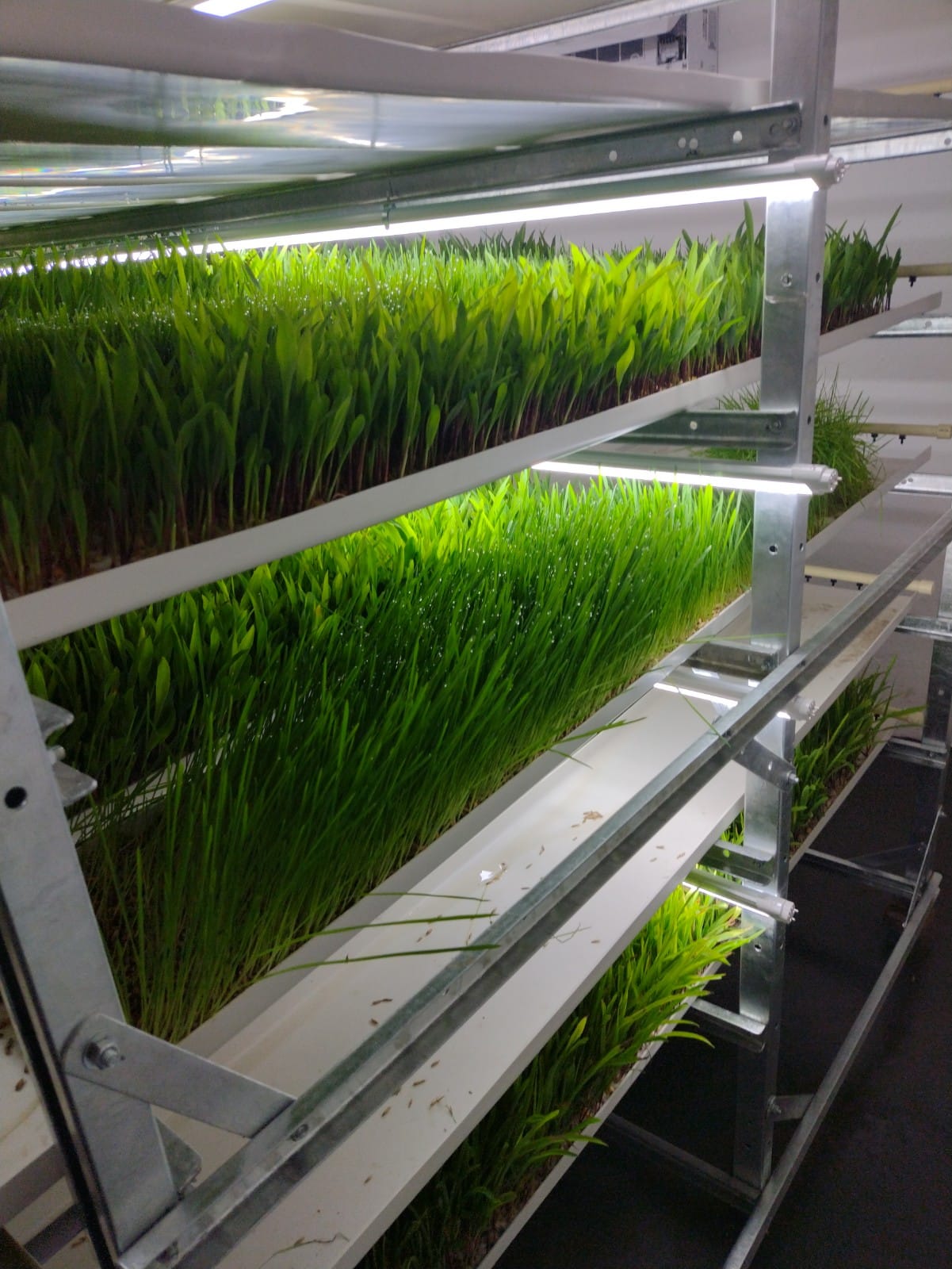 Biogrow Fodder System